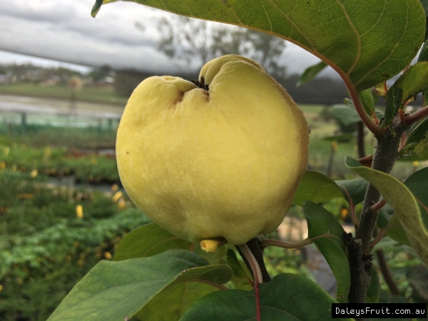 Quince Smyrna Fruiting on the Tree in front of Nursery