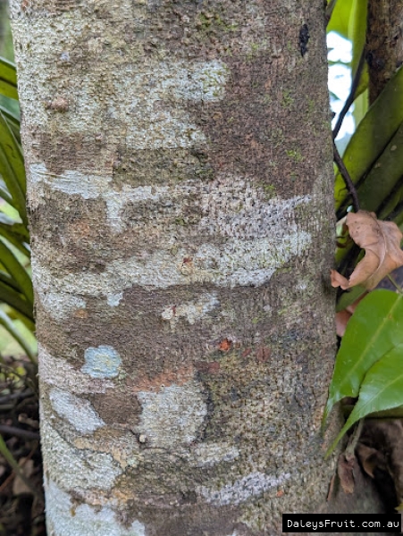 Bark image of mature Rambutan tree
