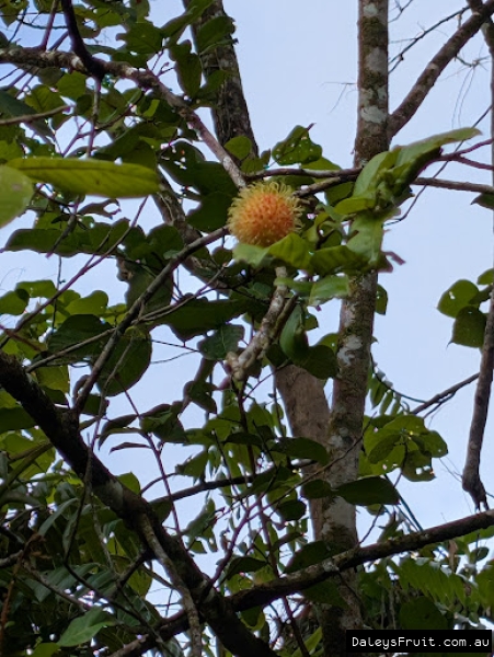 Developing fruit amidst sparse foliage of a rambutan tree