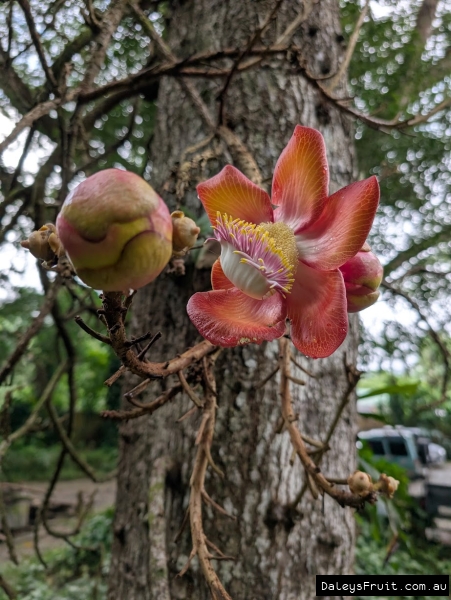 Cannon Ball Tree flowers against rough bark