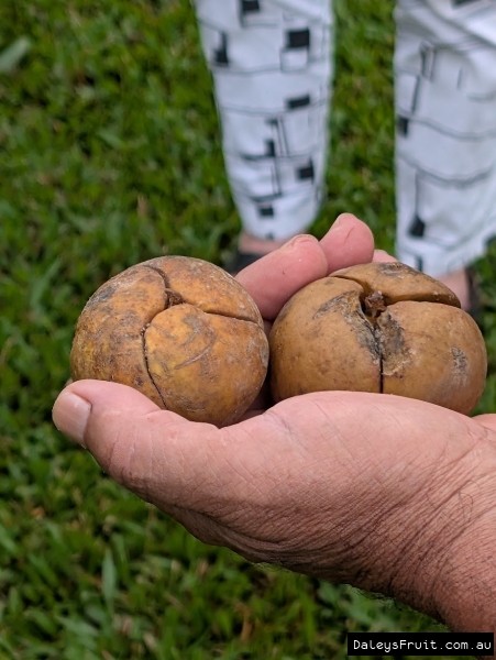 Idiospermum australiense fruit discovered in FNQ rainforests