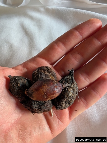 Date Palm fruit