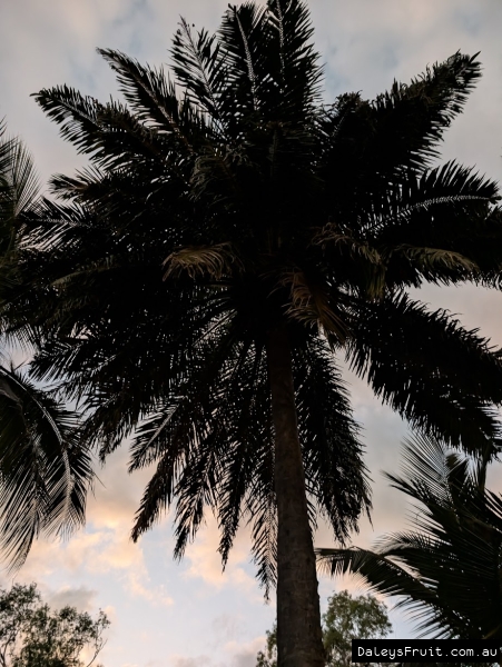 Majestic Date palm silhouetted against morning sky