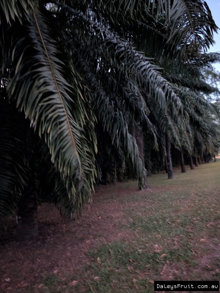 Oil palm avenue in Port Douglas