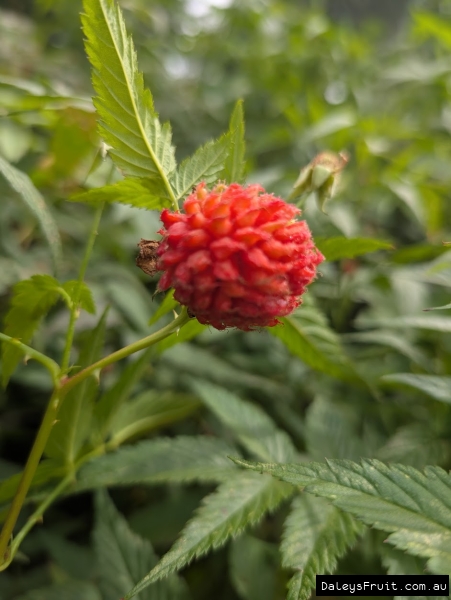 A close up of a developing Atherton Raspberry showing each segment in the fruit
