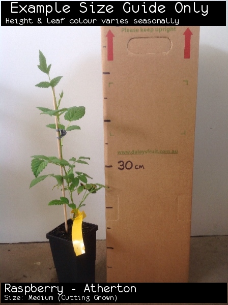 Raspberry - Atherton For Sale (Size: Medium) (Cutting Grown)
