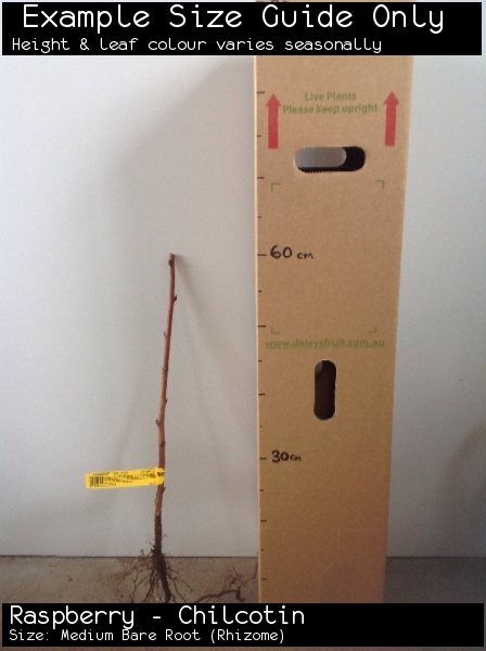Raspberry - Chilcotin For Sale (Size: Medium Bare Root) (Rhizome)