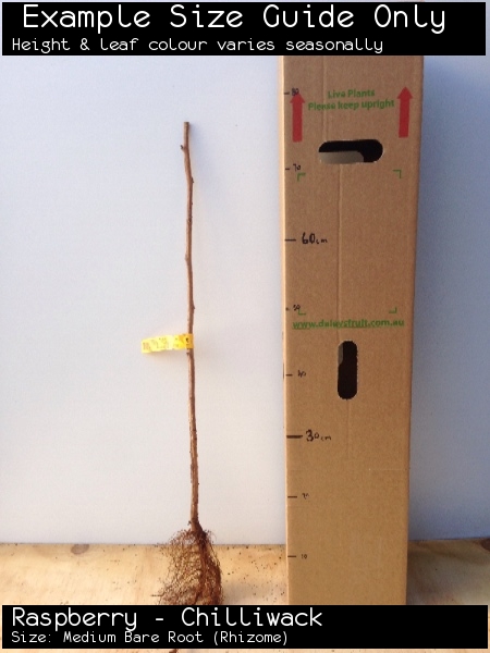 Raspberry - Chilliwack For Sale (Size: Medium Bare Root) (Rhizome)