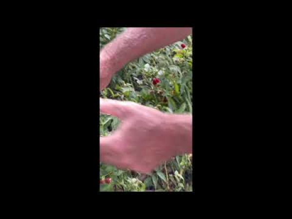 YouTube: Native Raspberry information