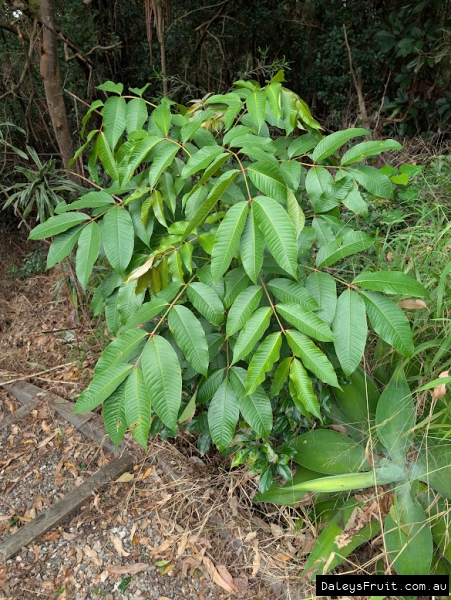 Young growth on a Red Monbin tree showing glossy green pinnate leaves