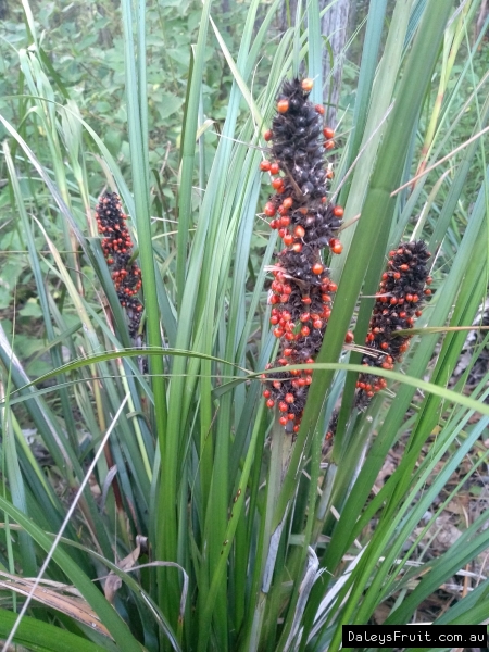 Red fruited Saw sedge Gahnia aspera shows the plant growing and the red seeds appearing ready to be picked