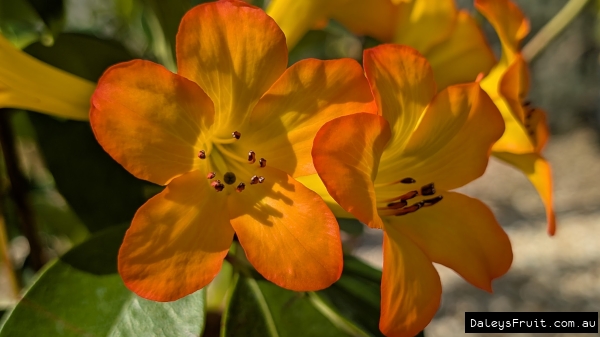 A close u[p of brilliant orange Rhododendron flowers