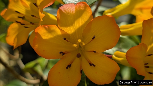 A close u[p of brilliant orange Rhododendron flowers