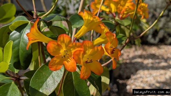 A close u[p of  brilliant orange Rhododendron flowers