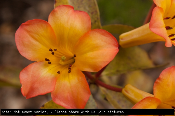 Vireya Rhododendron