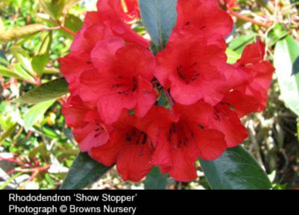 Rhododendron - Showstopper Bright Red Flower Close up