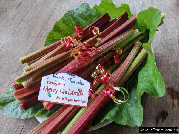 Rhubarb looking great all decorated for Christmas