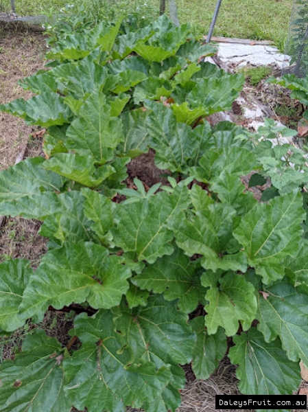 Mass planting of Sydney Crimson Rhubarb