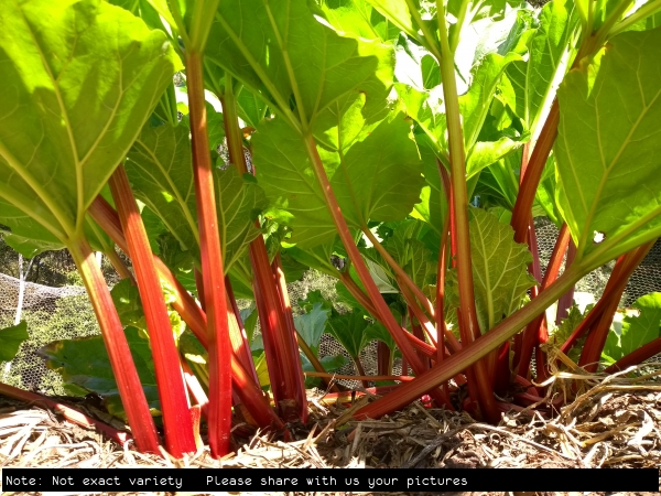 Rhubarb