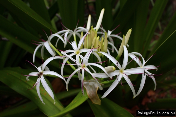 River Lily in flower