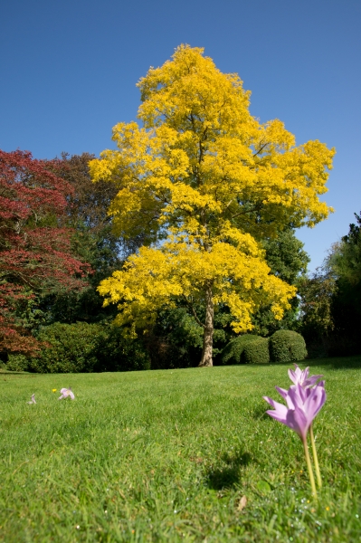 Buy Robinia - Frisia Tree - Robinia pseudoacacia