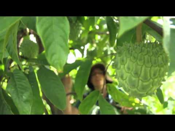 Sputnik Rollinia Fruit Tree showing the fruit and what to expect