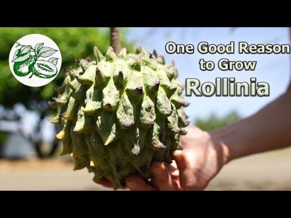 Youtube Video Growing Rollinia Fruit Trees at Tropical Fruit World