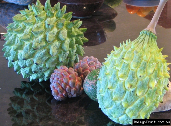 Size comparison of Rollinia to Sugar Apple