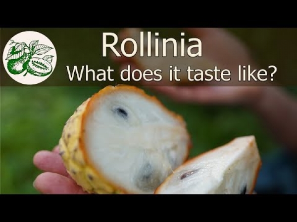 Rollinia Tasting from everyone at Daleys Fruit Tree Nursery
