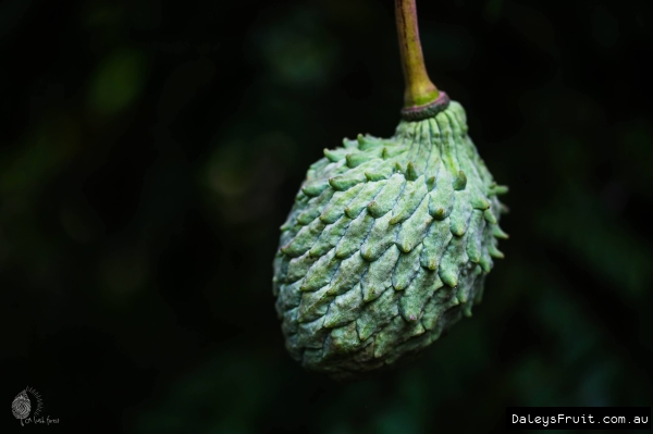 Immature rollinia developing on stem