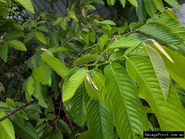 Lush growth on Rollinia stock plant