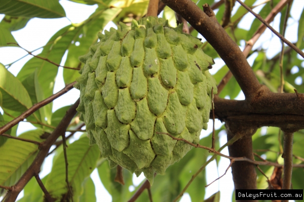 Rollinia Picone Fruit Tree