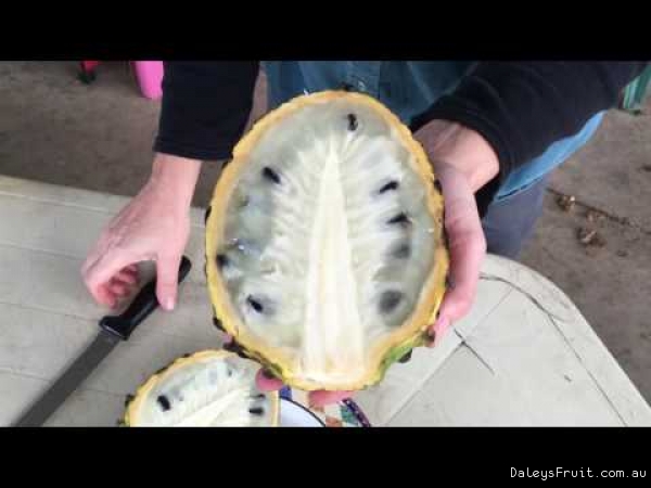 Rollina Fruit Opening to eat