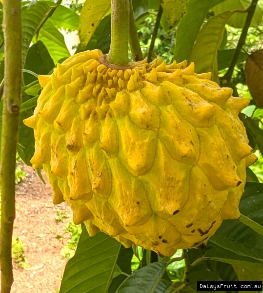 Sputnik Rollinia growing in the biodome row 3 at Daleys Fruit Tree Nursery