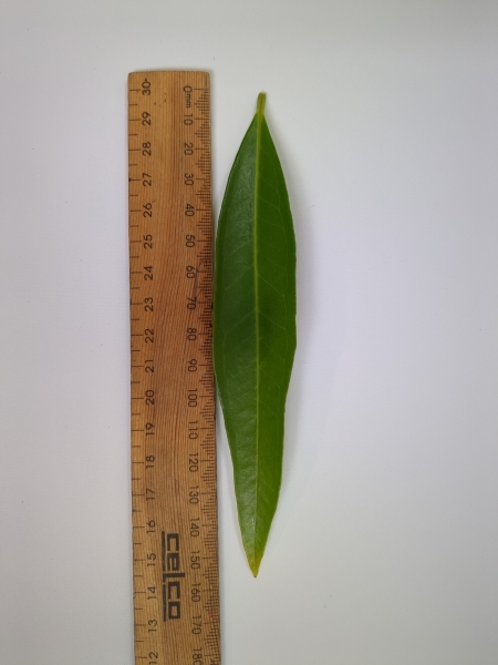 Leaf of the Rose Apple