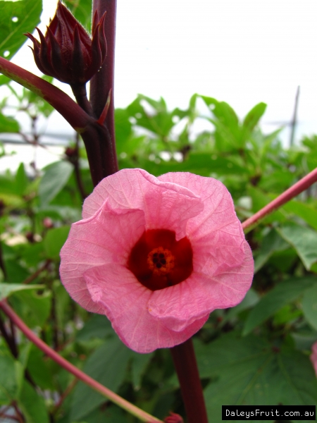 Rosella Flower