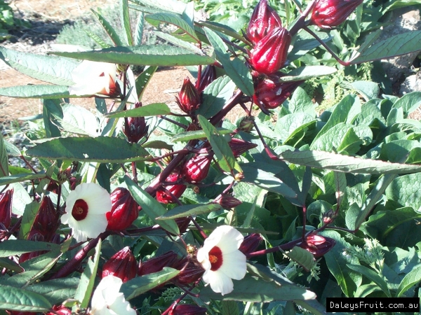 Rosella shrub Kyogle