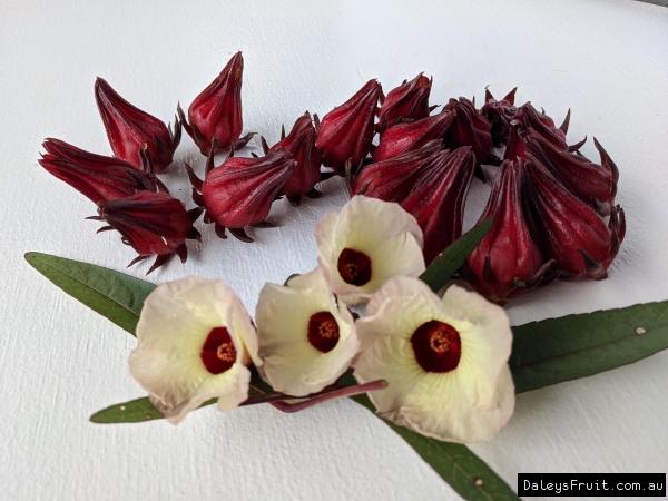 Native Rosella Display showing Flowers and foliage in Toonumbar NSW Australia