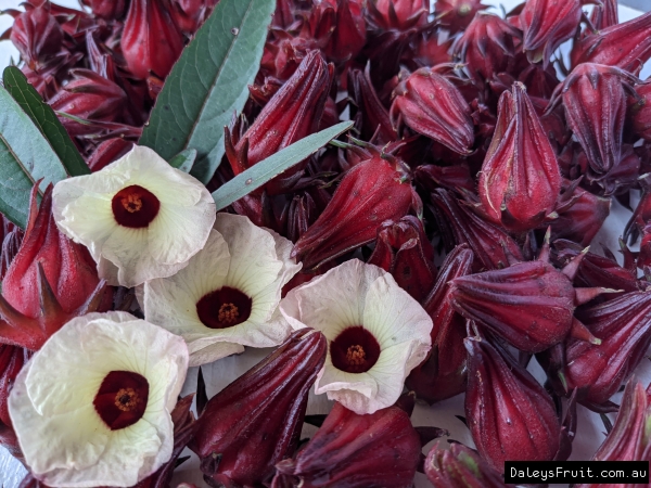 Close up of a bountiful harvest of the Native Rosella