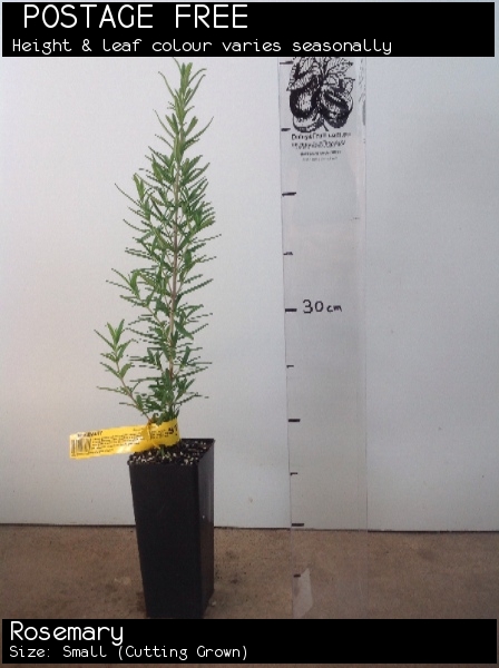 Rosemary For Sale (Size: Small) (Cutting Grown)