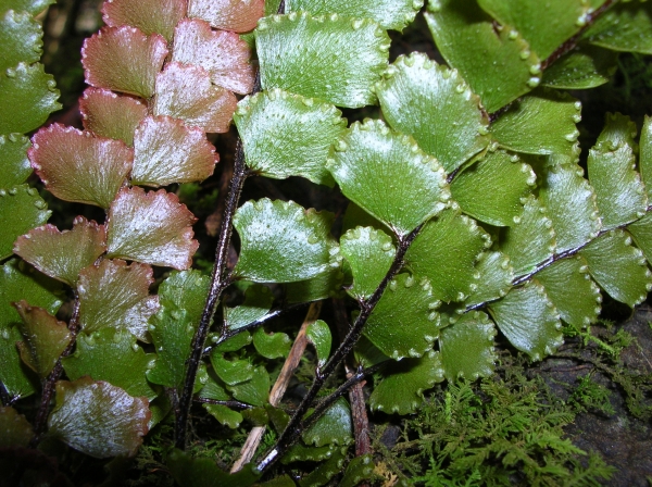 Adiantum hispidulum (Rough maidenhair fern)