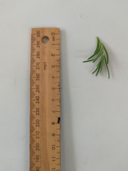 Leaf of the Ruby Saltbush