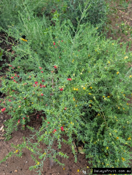 Colourful berries on wild Ruby Saltbush in SA