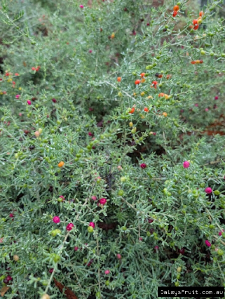 Colourful berries on wild Ruby Saltbush in SA