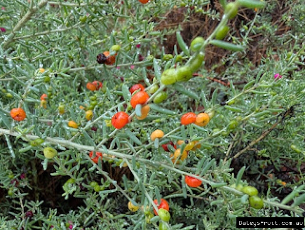Colourful berries on wild Ruby Saltbush in SA