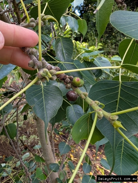 Small sacred fig  fruit on branches against leaves