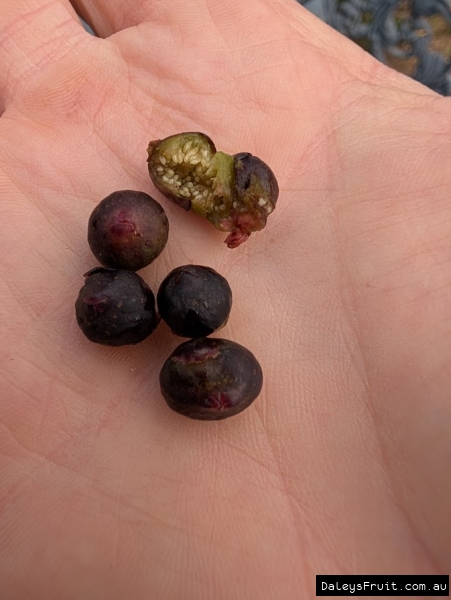Sacred fig fruit held in hand, split to show seed and flesh