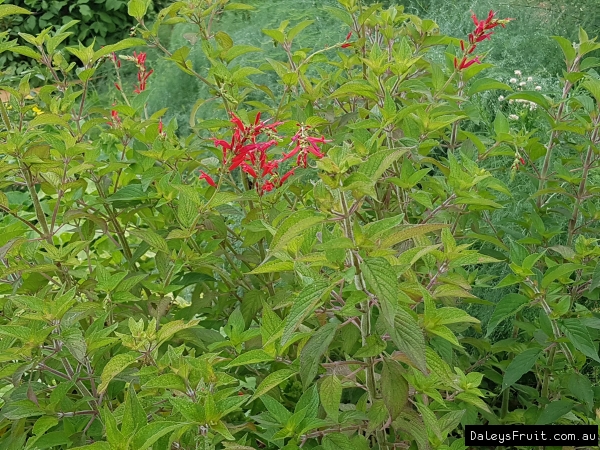 Pineapple Sage Plant flowering in a herb garden