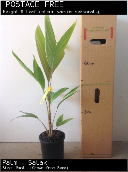 Palm - Salak For Sale (Size: Small) (Grown from Seed)