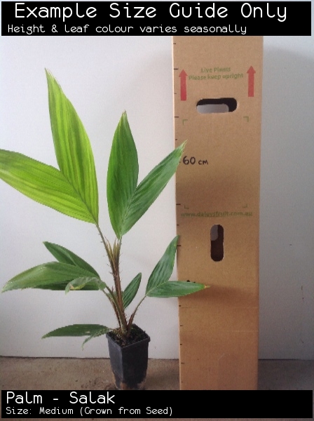 Palm - Salak For Sale (Size: Medium) (Grown from Seed)